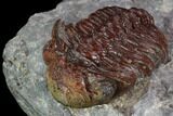 Red Barrandeops Trilobite - Hmar Laghdad, Morocco #127001-2